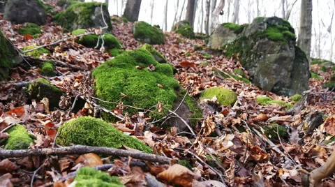 Autumn Forest. Using of camera slider. Stock Footage 44094348