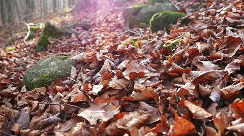 Autumn Forest. Using of camera slider. Stock Footage 44094543