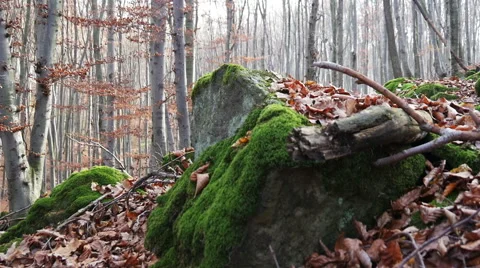 Autumn Forest. Using of camera slider. Stock Footage 44127793