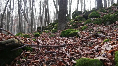 Autumn Forest. Using of camera slider. Stock Footage 44128023