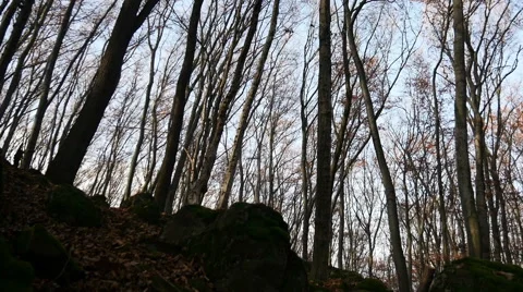 Autumn Forest. Using of camera slider. Stock Footage 44128615