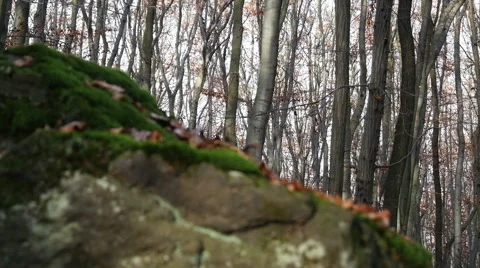 Autumn Forest. Using of camera slider. Stock Footage 44128966