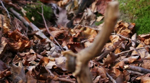Autumn Forest. Using of camera slider. Stock Footage 44129123