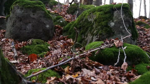 Autumn Forest. Using of camera slider. Stock Footage 44129318