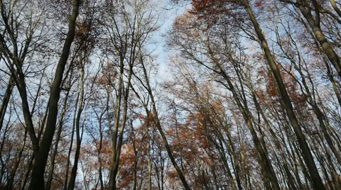 Autumn Forest. Using of camera slider. Stock Footage 44168659