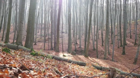 Autumn Forest. Using of camera slider. Stock Footage 44168917