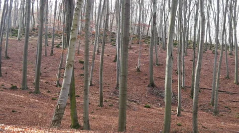 Autumn Forest. Using of camera slider. Stock Footage 44169057