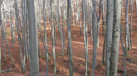 Autumn Forest. Using of camera slider. Stock Footage 44169200