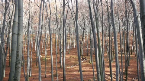 Autumn Forest. Using of camera slider. Stock Footage 44169346