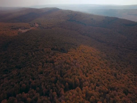 Autumn forest V Stock Footage 77533472