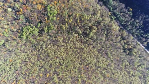 Autumn forest. Vertical flight on a drone. Stock Footage 139711966