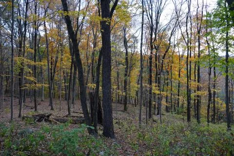 Autumn forest view with fallen tree trunks, rocks and yellow and green foliag Stock Photos