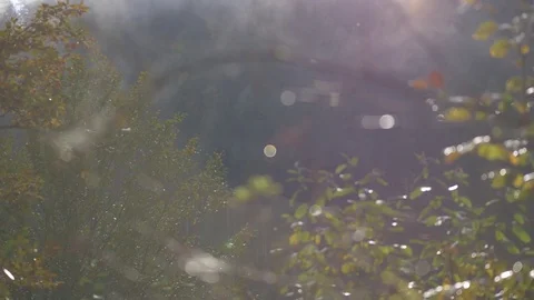 Autumn forest view Video stock 81438496