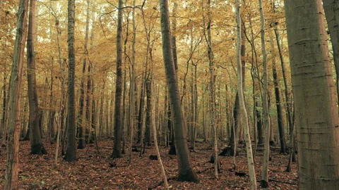 Autumn forest View Video stock 94167600