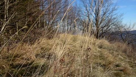 Autumn forest view Stock Footage 97979799