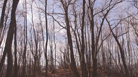 Autumn forest view Stock Footage 97979972