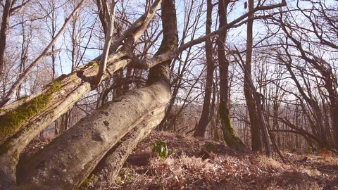 Autumn forest view Stock Footage 97980059
