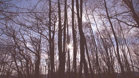 Autumn forest view Stock Footage 97980394