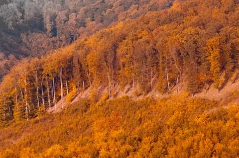 Autumn forest view in mountain, forest landscape Foto stock
