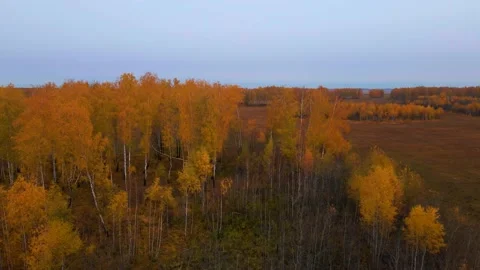 Autumn forest, view from the quadcopter Stock Footage 196906869