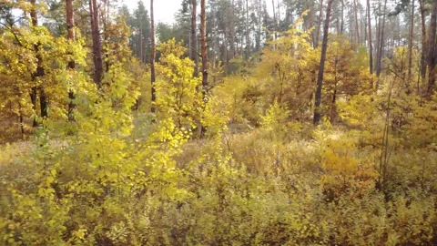 Autumn forest. View from the train window in movement Stock Footage 163239119