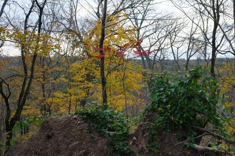 Autumn forest view with uneven elevation, rocks and trees with yellow, red an Stock Photos