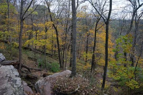 Autumn forest view with uneven elevation, rocks and trees with yellow leaves Stock Photos