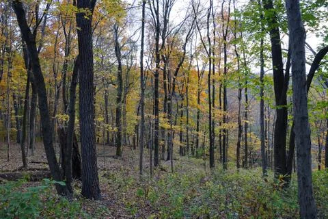 Autumn forest view with uneven elevation, rocks and trees with yellow leaves Stock Photos