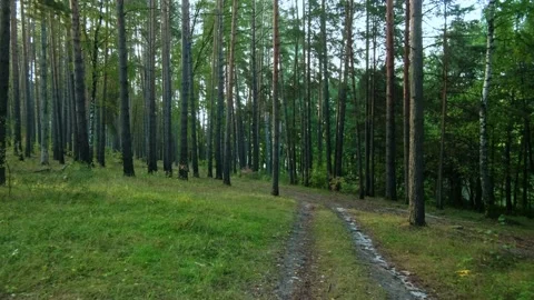 Autumn forest walk Video stock 211837799