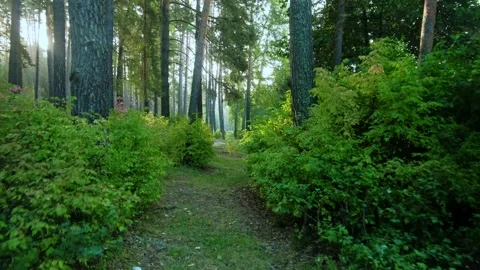 Autumn forest walk Stock-Footage 211838608