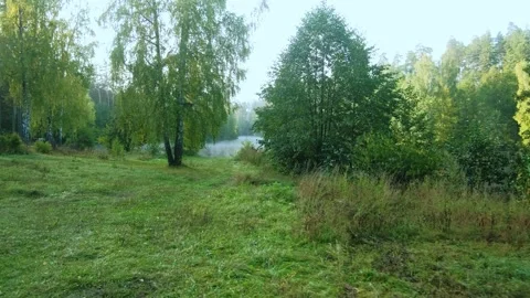 Autumn forest walk Stock Footage 211838931