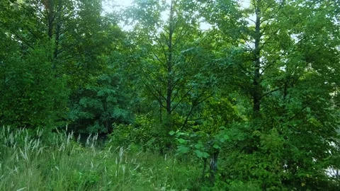 Autumn forest walk Video stock 211839651
