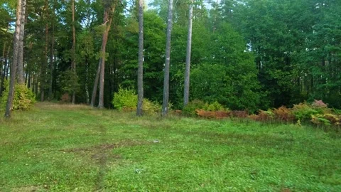 Autumn forest walk Stock Footage 211839984