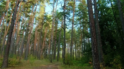 Autumn forest walk Stock Footage 211840146