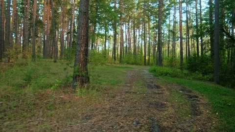 Autumn forest walk Stock Footage 211840168