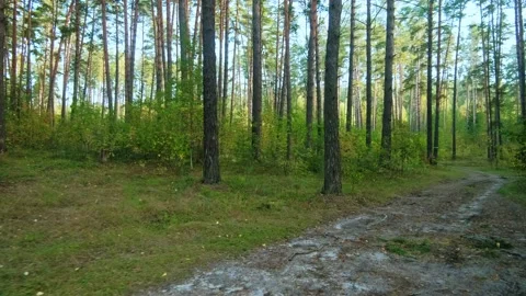 Autumn forest walk Stock-Footage 211840388