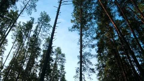Autumn forest walk Stock-Footage 211840669