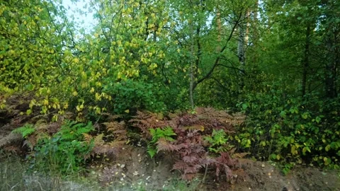 Autumn forest walk Video stock 211841649