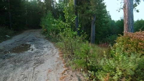 Autumn forest walk Video stock 211842259