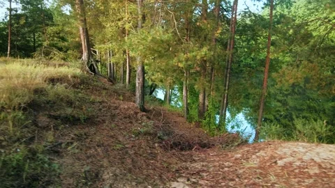 Autumn forest walk Video stock 211842881