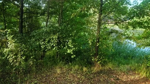 Autumn forest walk Stock Footage 211843147