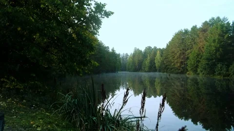 Autumn forest walk Stock Footage 211843204