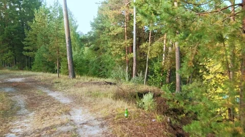 Autumn forest walk Video stock 211843679