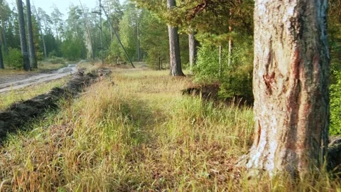 Autumn forest walk Stock Footage 211843952