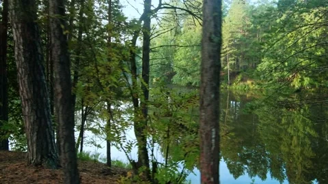 Autumn forest walk Stock-Footage 211844100