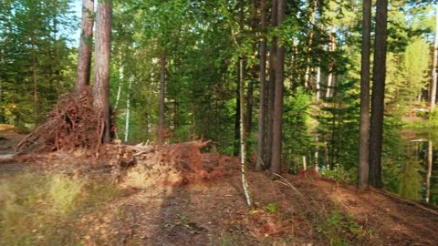 Autumn forest walk Stock Footage 211845391