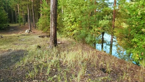 Autumn forest walk Stock Footage 211845396