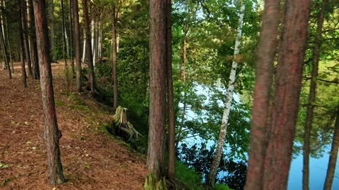 Autumn forest walk Stock Footage 211845606