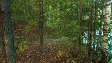 Autumn forest walk Video stock 211845729