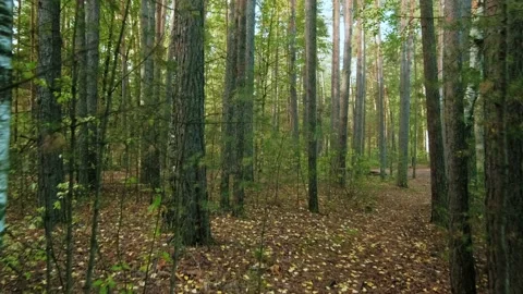 Autumn forest walk Video stock 211846132